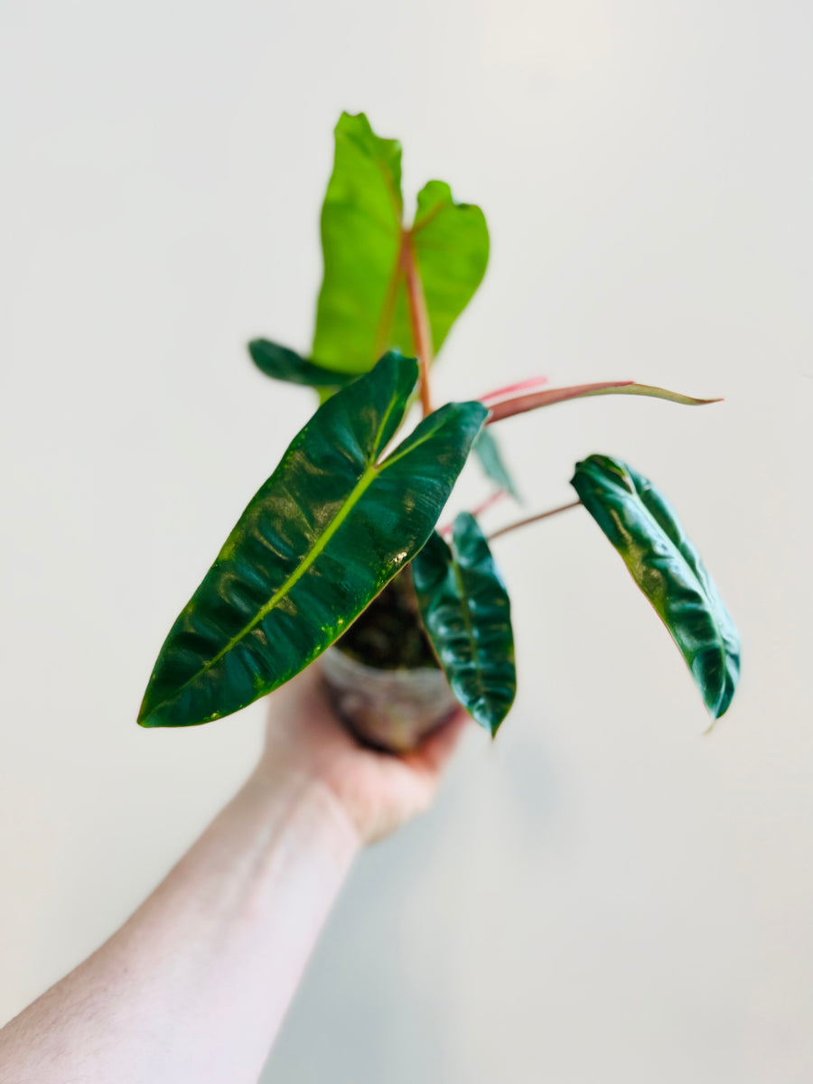 Philodendron Billietiae - 4