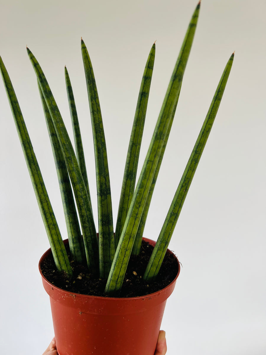 Crown of Thorns Sansevieria - Cylindrica Snake Plant - 6