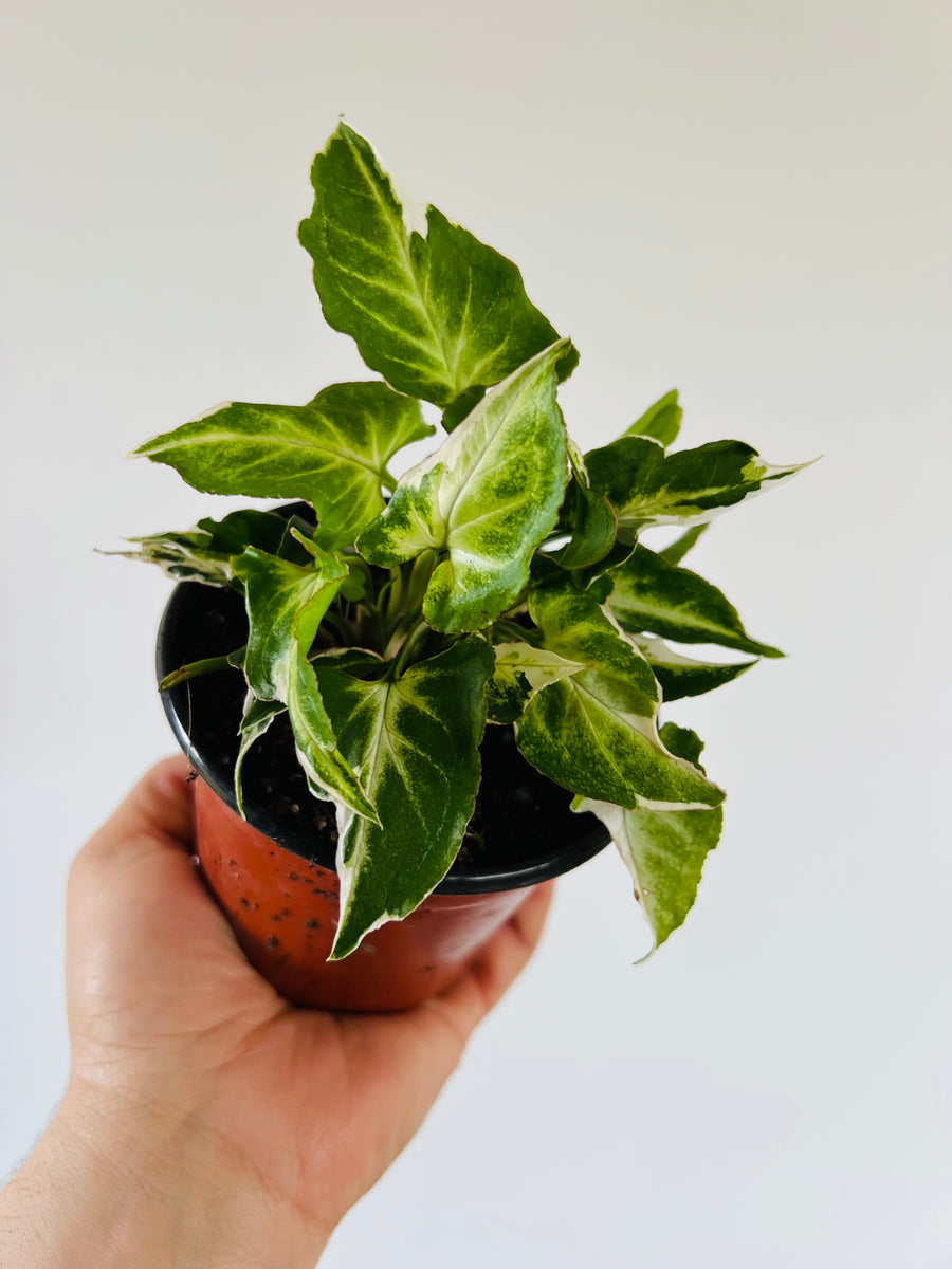 Syngonium Starlite - Rare Syngonium - 4