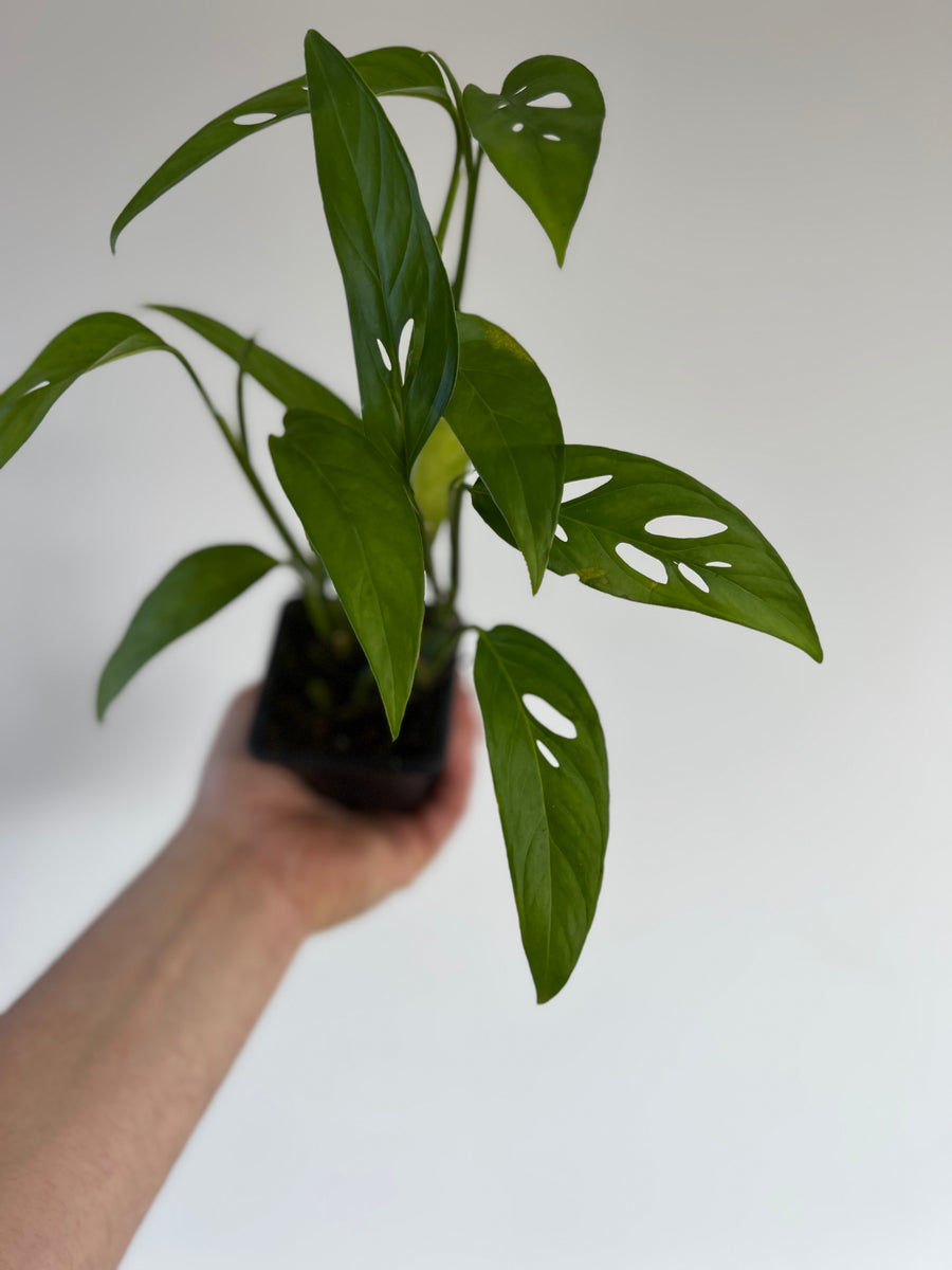 Monstera Adansonii 'Narrow Form' - Swiss Cheese Plant - 3