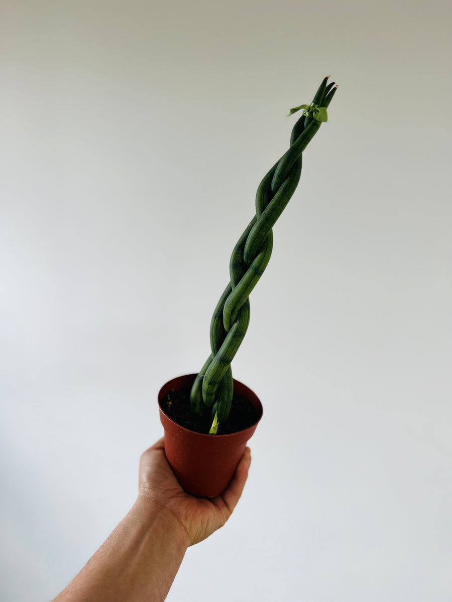 Sansevieria Dragon Fingers - Triple Braided Snake Plant - 4