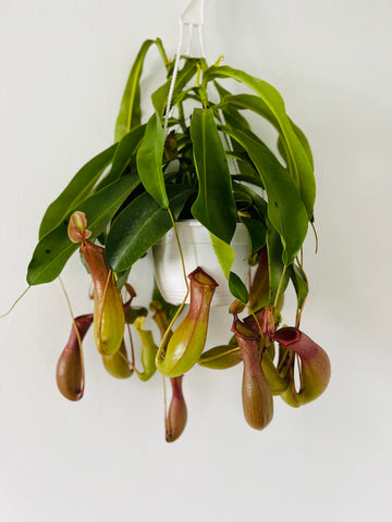 Pitcher Plant - Nepenthes 'Alata' - 6