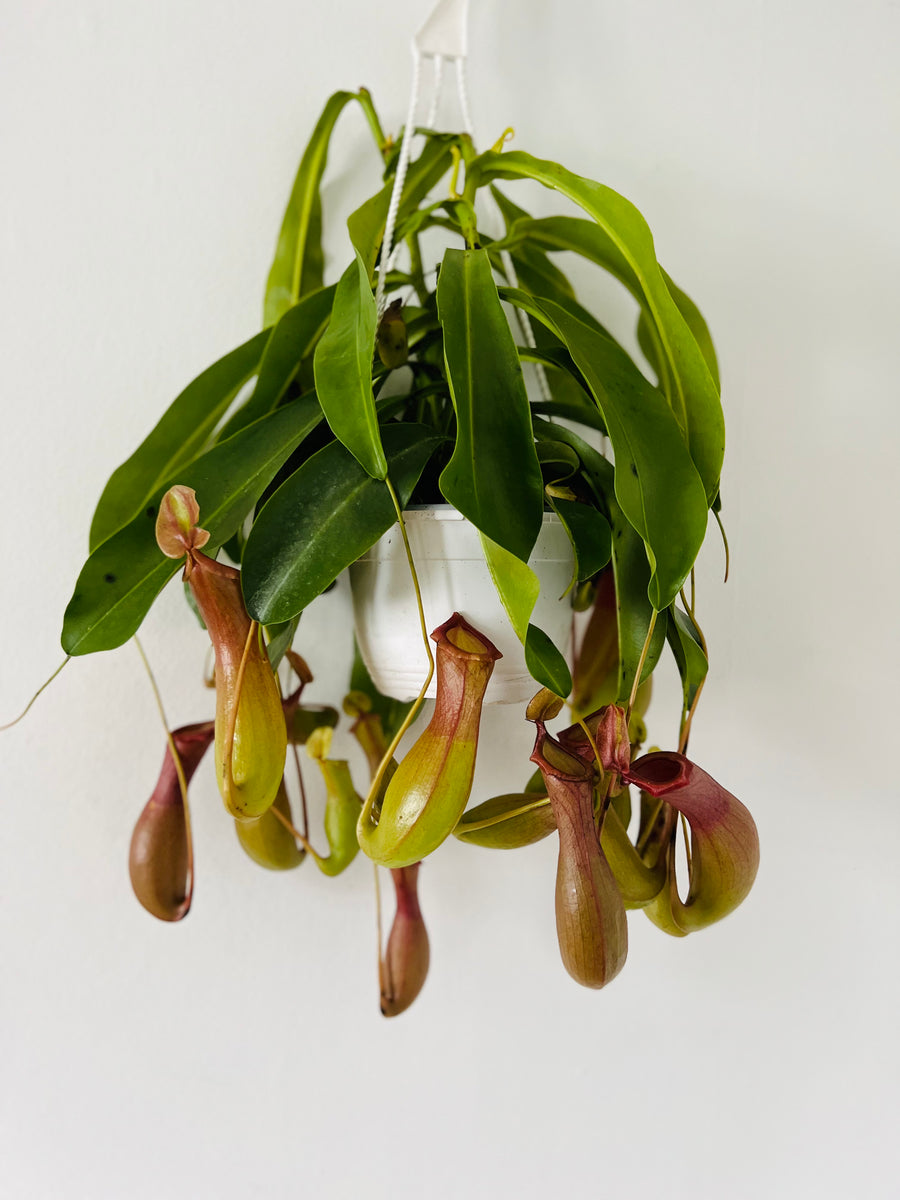 Pitcher Plant - Nepenthes 'Alata' - 6