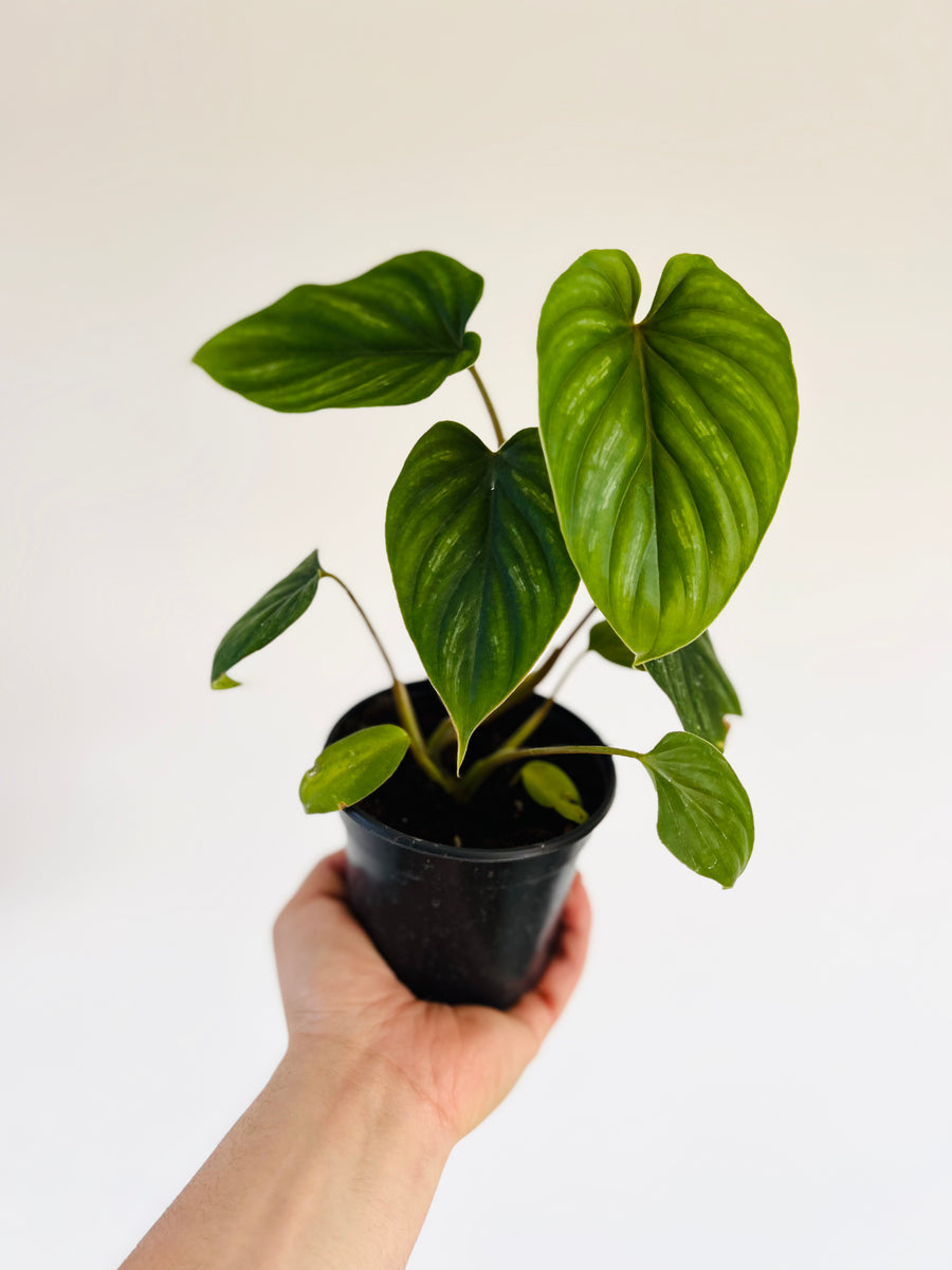 Philodendron Plowmanii - Rare Aroid - 4