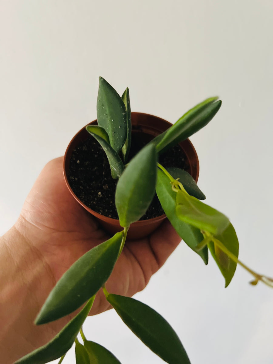 Hoya sp. aff Burtoniae - 3