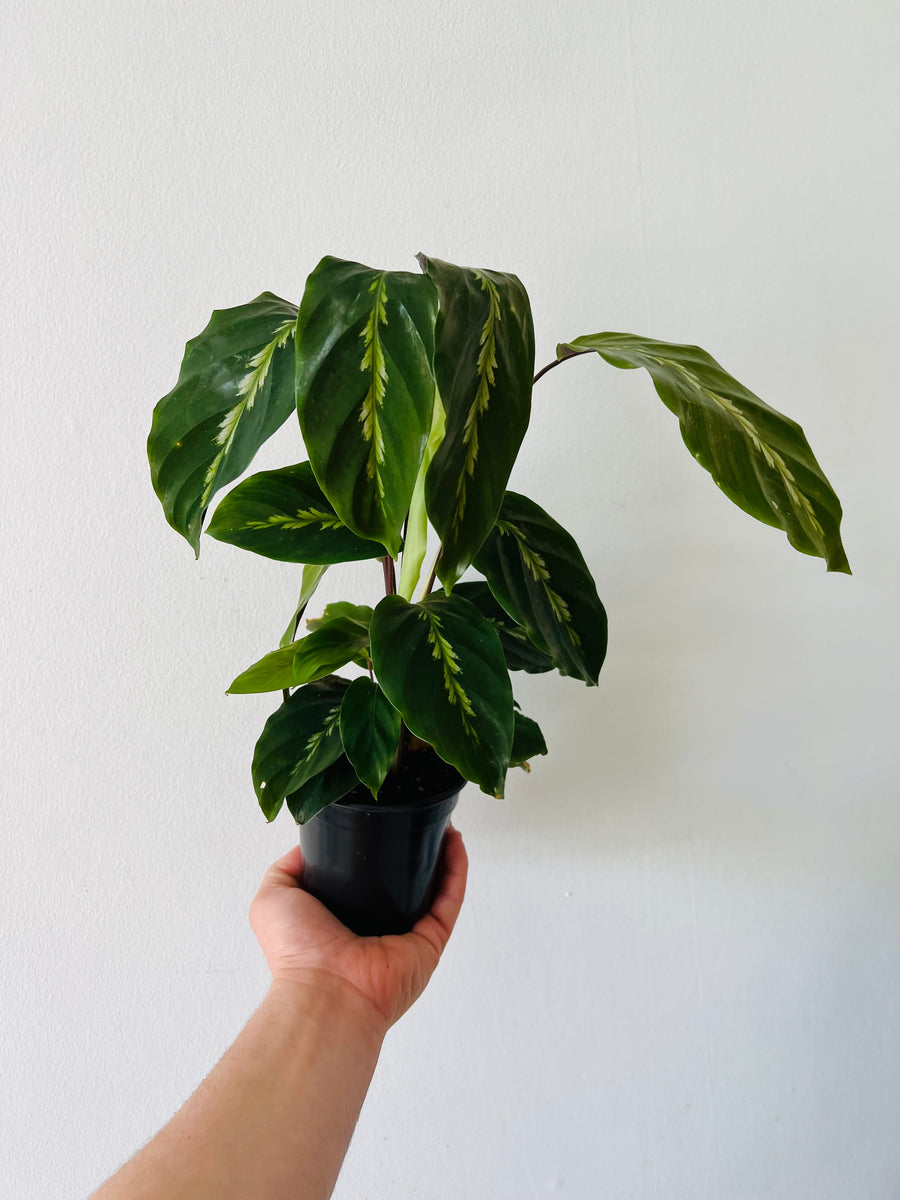 Calathea 'Maui Queen' - 4