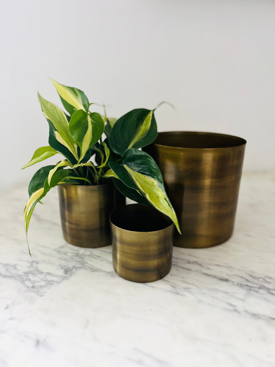 Davi Pot - Available in Multiple Sizes
