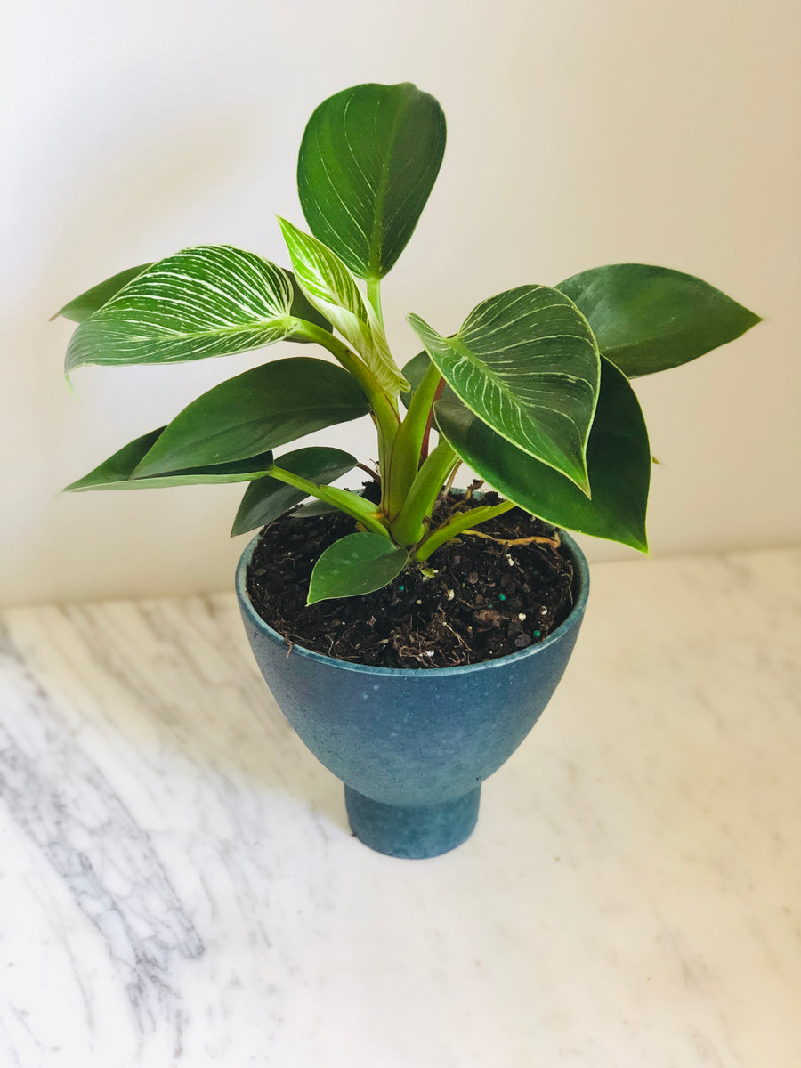 Philodendron Hybrid - Birkin - 4