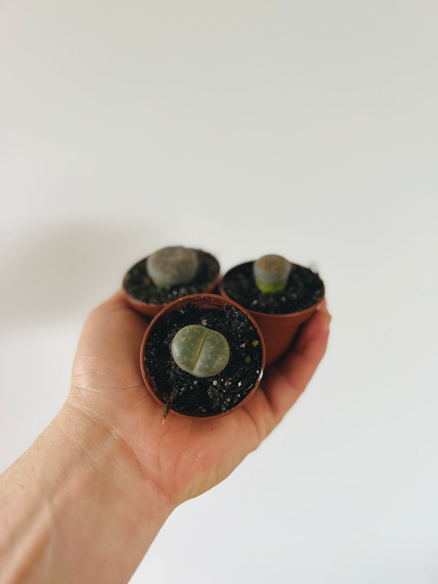 Lithops - Living Stones - 2