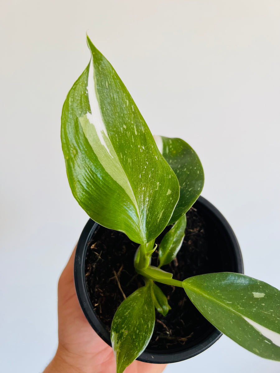 Philodendron White Wizard - 4