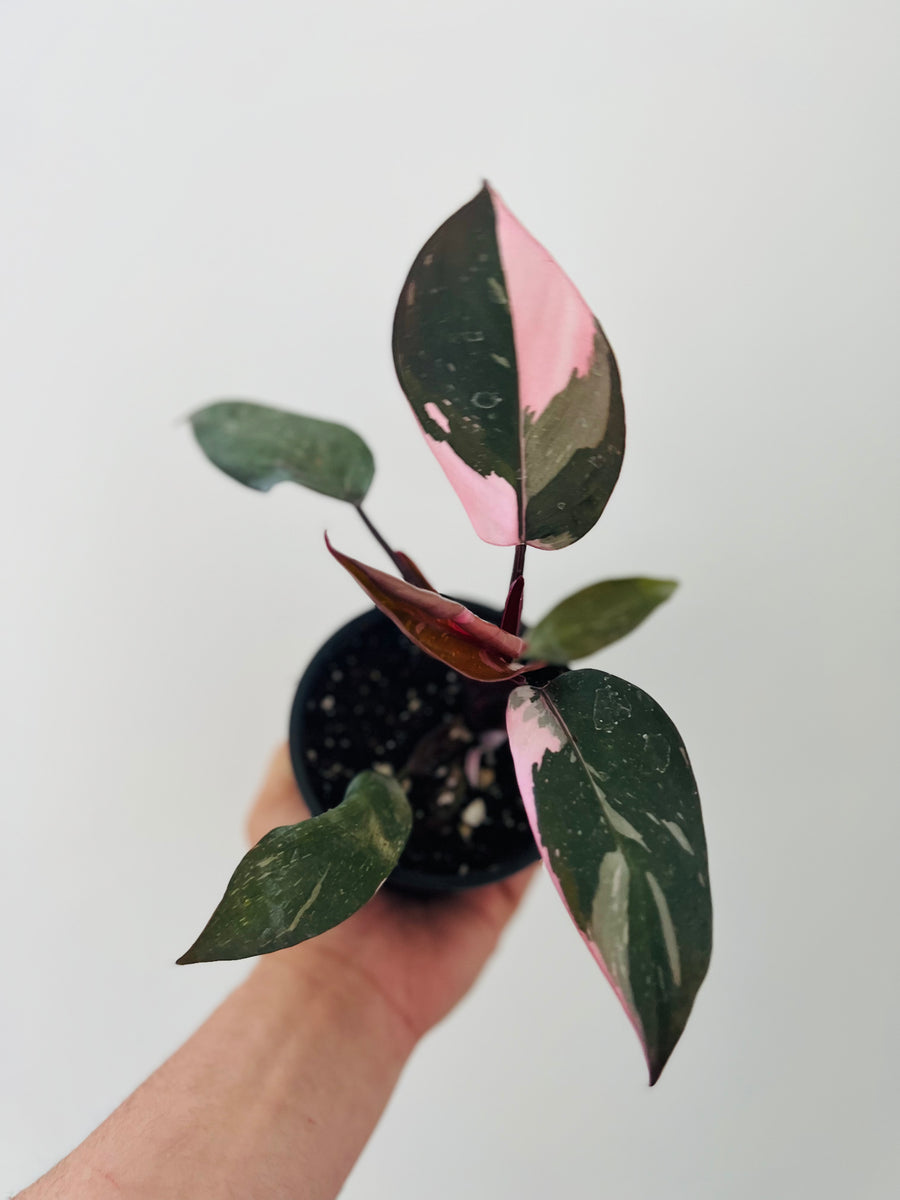 Philodendron Pink Princess - Large Growth - 4