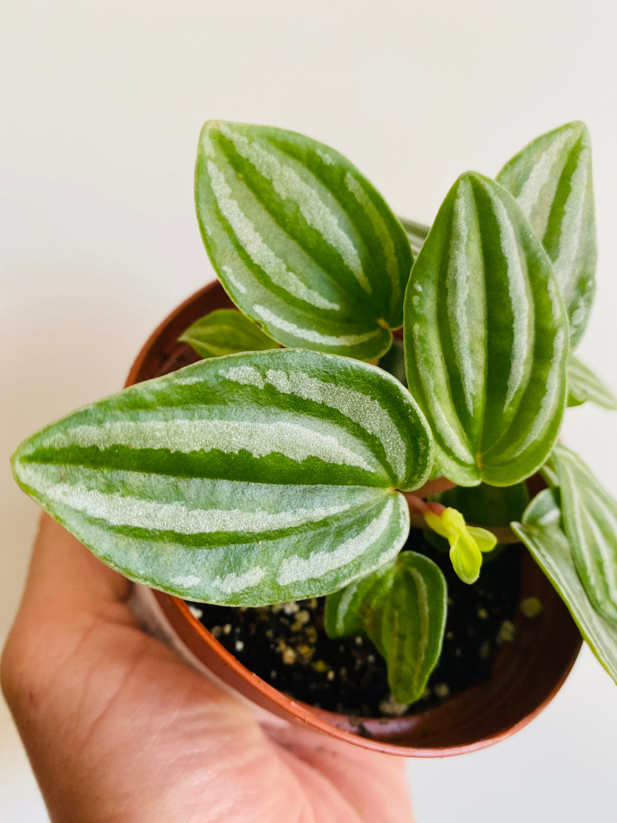 Peperomia Verschaffeltii - 4