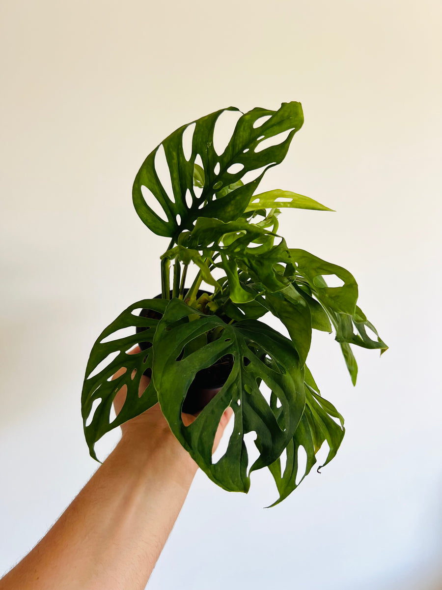 Monstera Esqueleto - Rare Aroid - 4