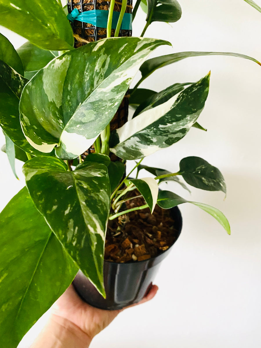 Epipremnum Pinnatum 'Albo Variegata’ - On Moss Pole - 6