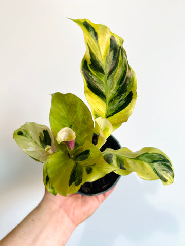 Calathea Yellow Fusion - Rare Plant - 4