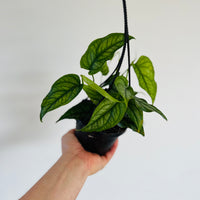 Monstera siltepecana