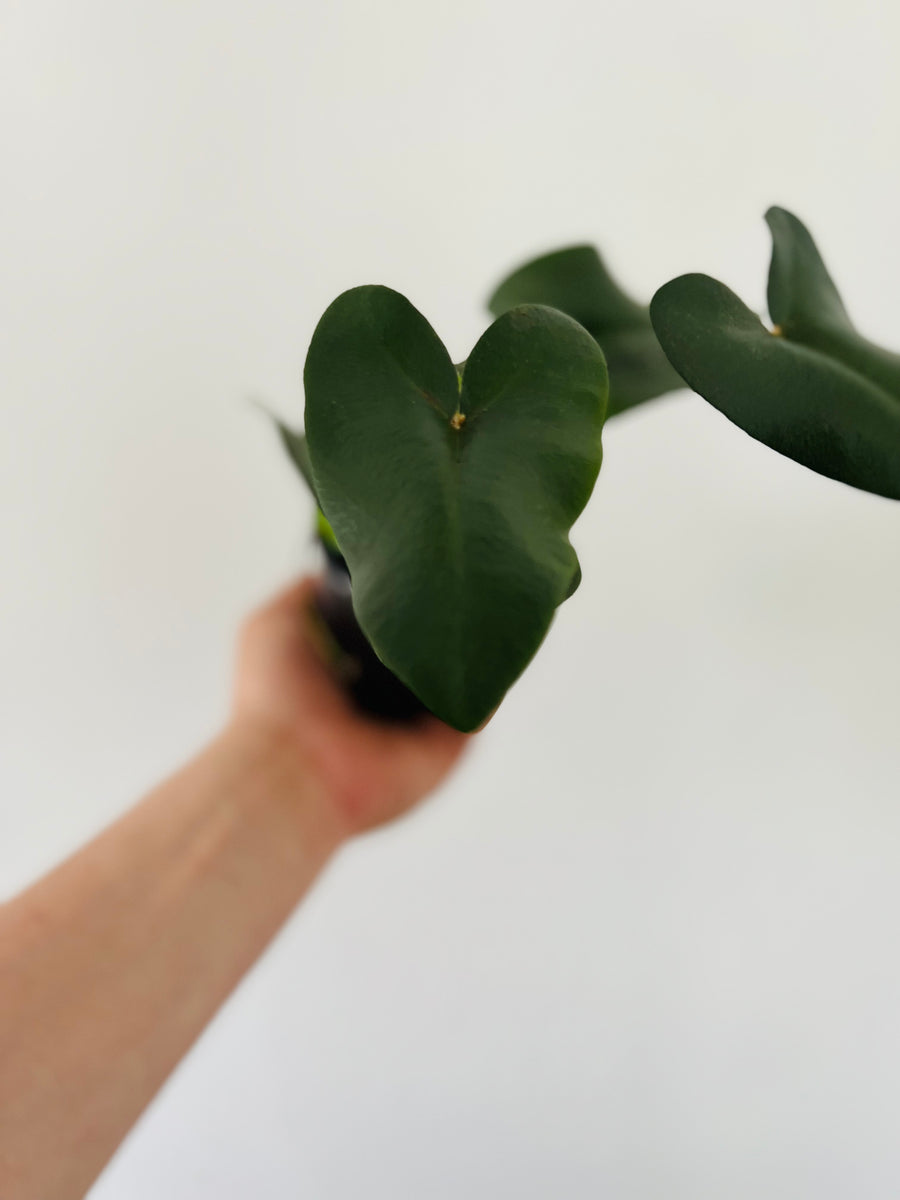 Heart Fern - 4