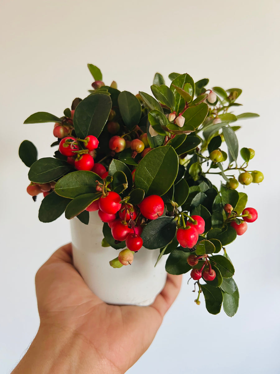 Winterberry - Gaultheria Procumbens - 4