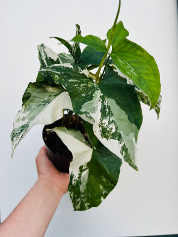 Syngonium Albo - 6