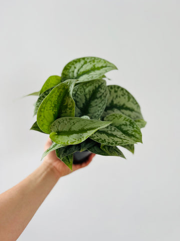 Scindapsus Pictus 'Silver Cloud' - 6