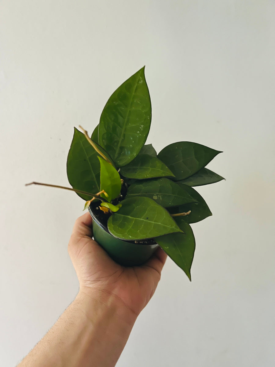 Hoya Parasitica 'Black Margin' - 4