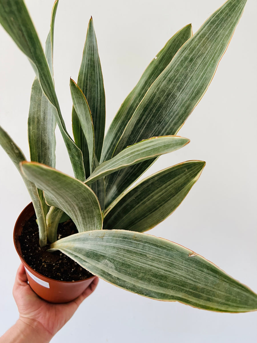 Sansevieria Sayuri - 6