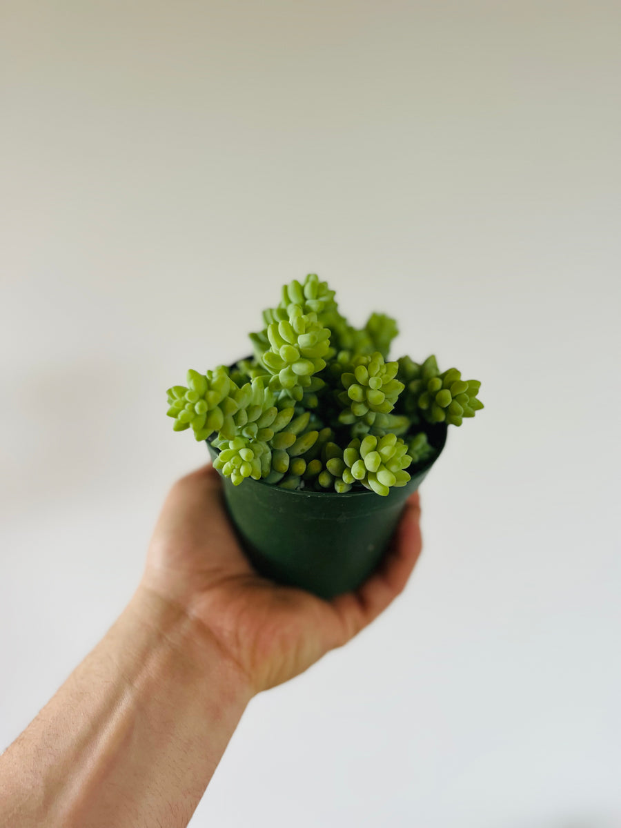 Burrito Tail - Sedum Morganianum - 4