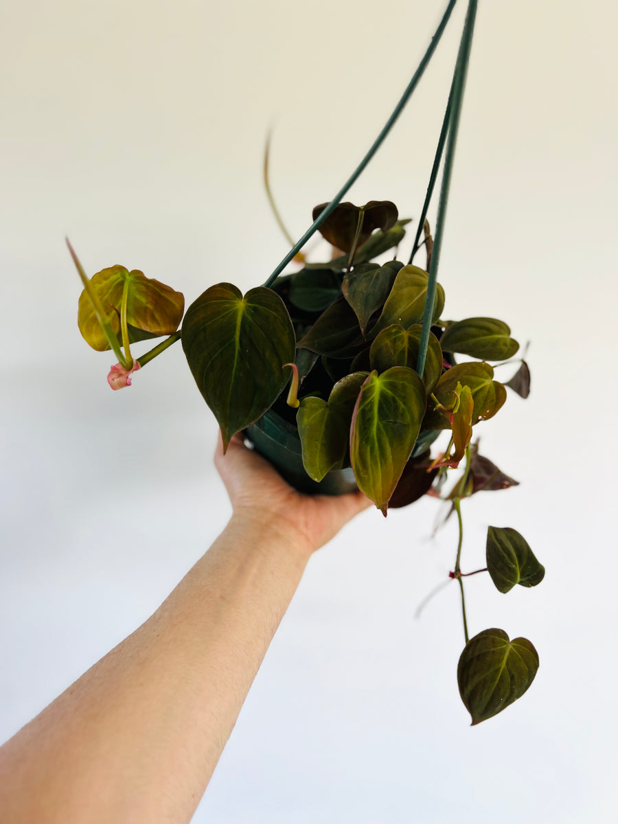 Philodendron Micans - Beginning to Vine - 6
