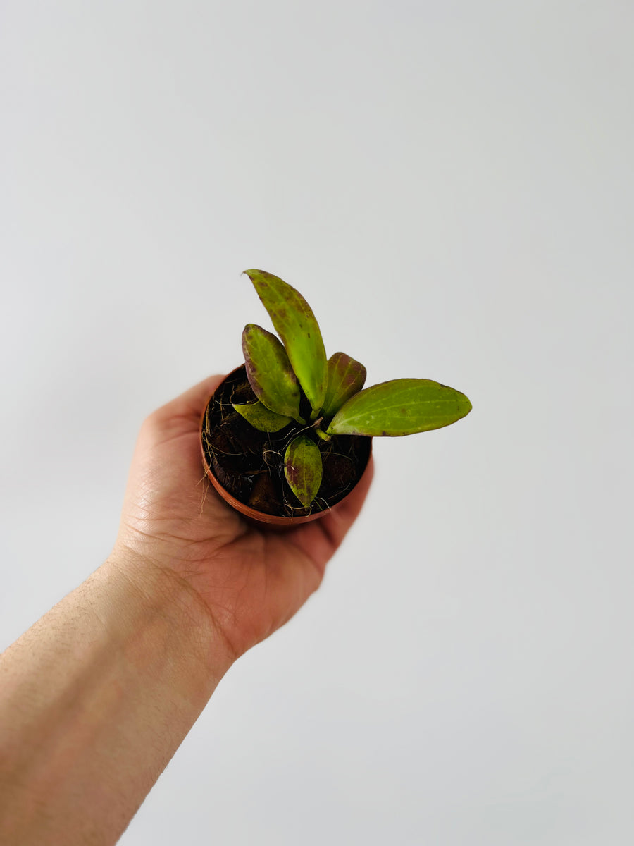 Hoya Merrillii - 3