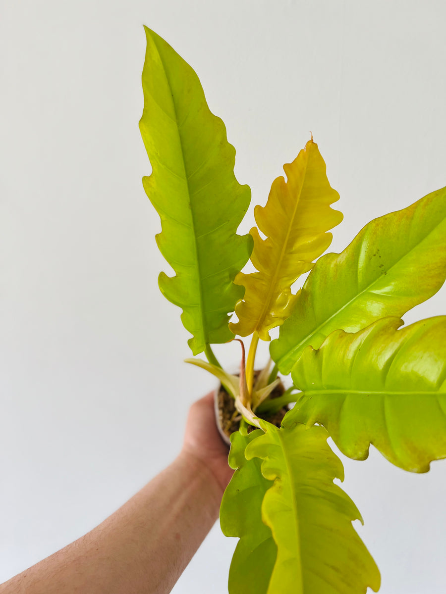 Philodendron Golden Crocodile - Neon Ring of Fire