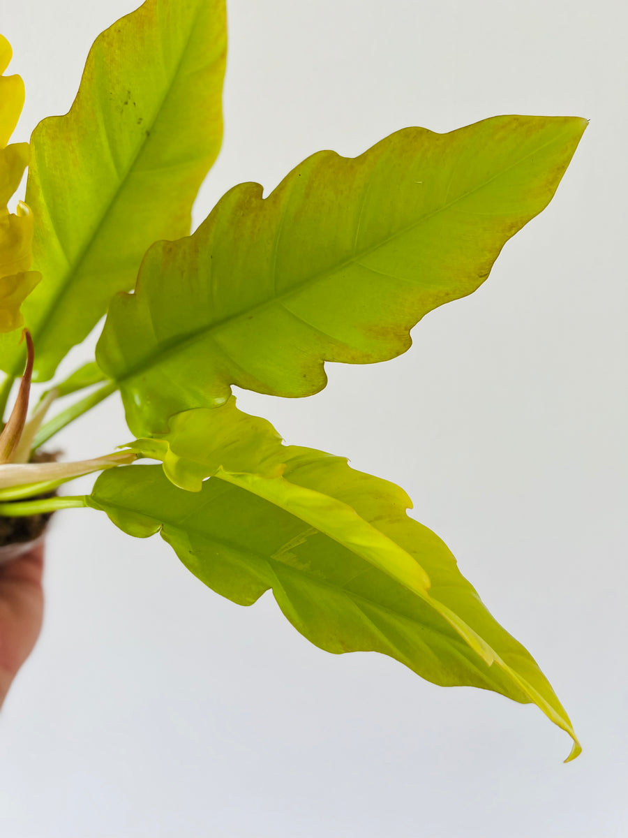 Philodendron Golden Crocodile - Neon Ring of Fire