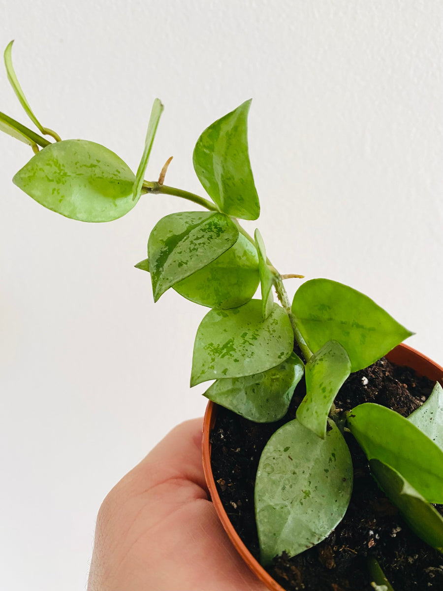 Hoya Krohniana ‘Super Silver’ - 3