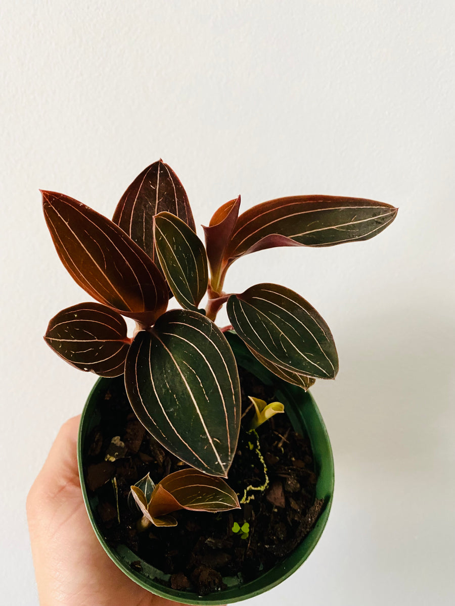 Ludisia Discolor - Jewel Orchid - 4