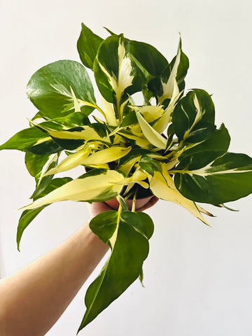 Pothos Manjula - Mutant Manjula - New & Rare Manjula Sport - 6” Pot - LIMIT: One Per Customer