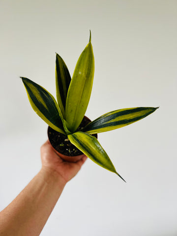 Sansevieria Flame - 4