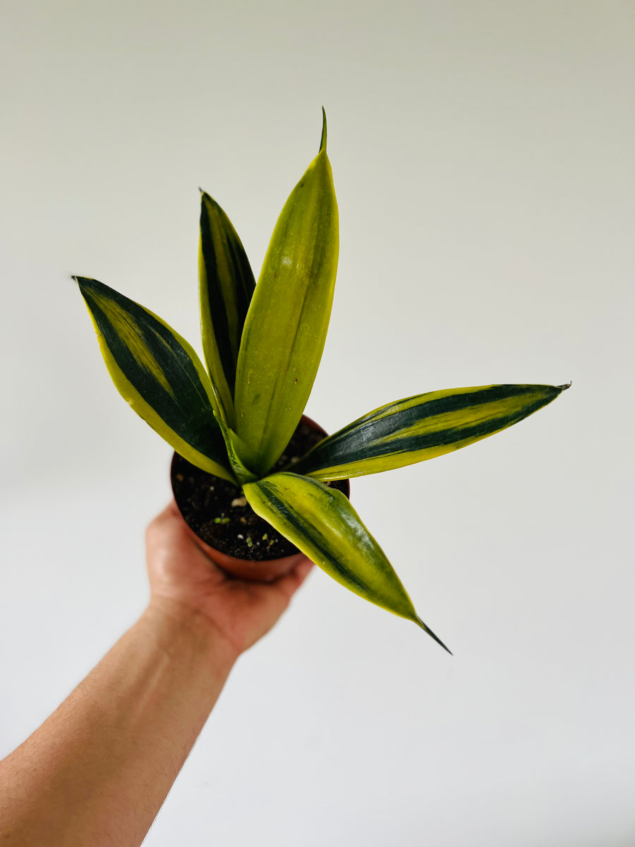 Sansevieria Flame - 4