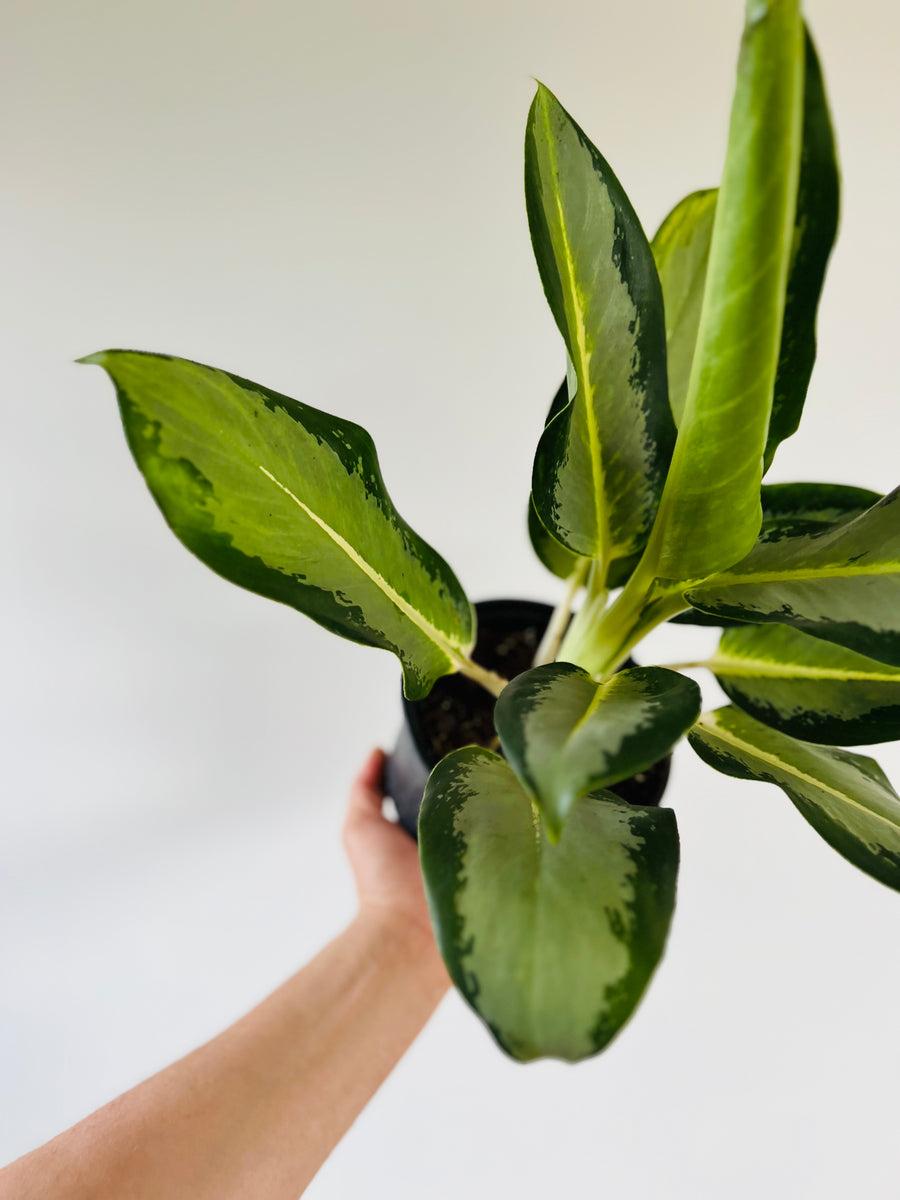 Aglaonema Green Bowl - 6