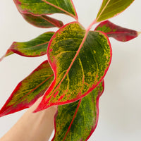 Aglaonema 'Creta'