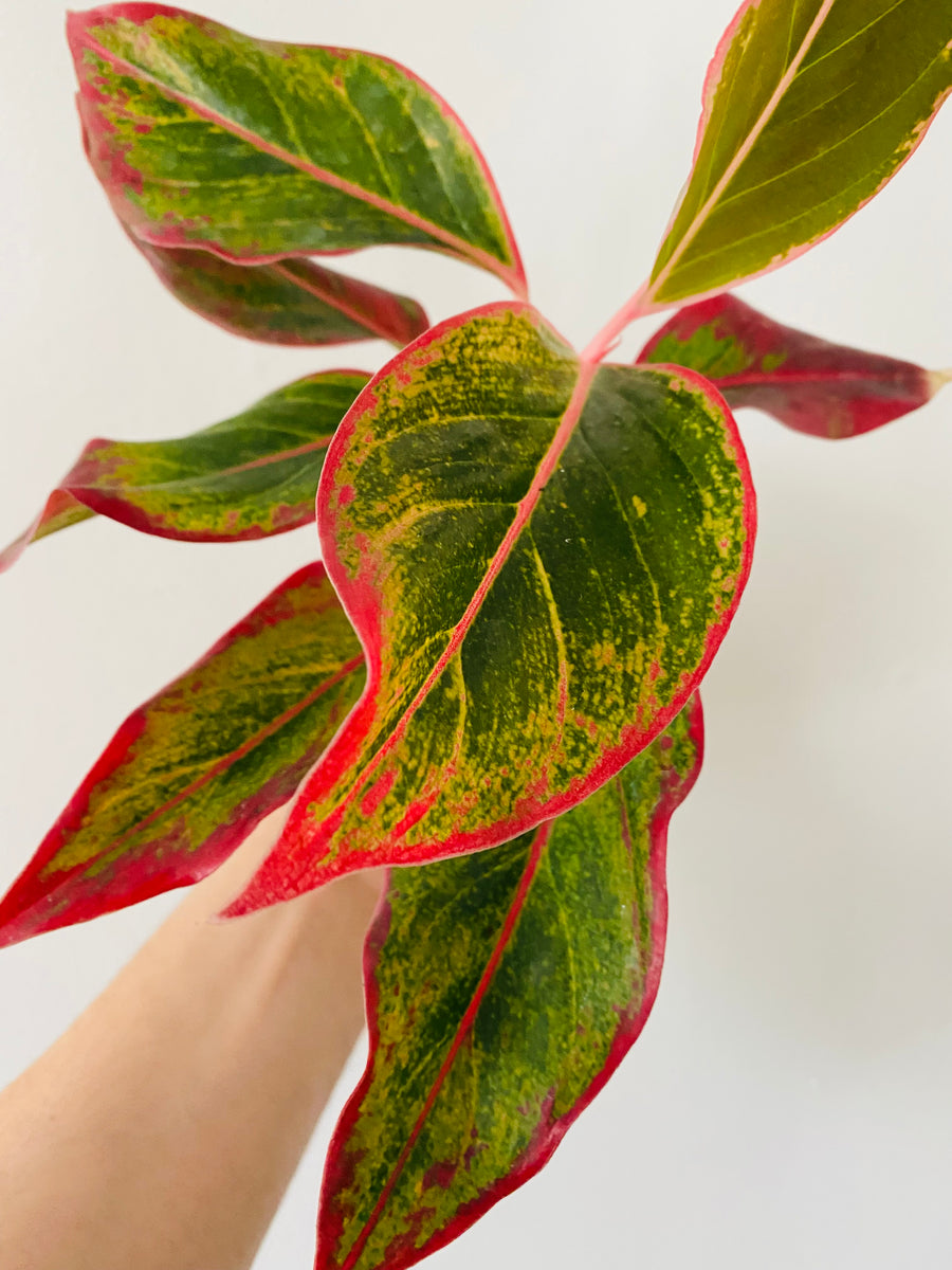 aglaonema crete care Aglaonema 'Creta'