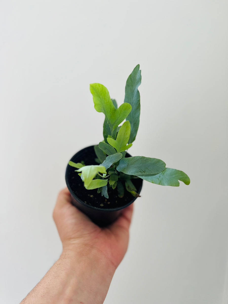 Blue Star Fern - 4