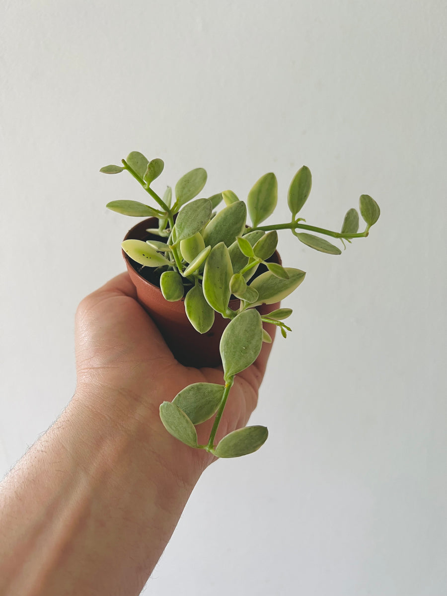 Dischidia Oiantha 'Variegated' - String of Footballs - 3
