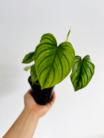 Philodendron Mamei Silver Cloud - 4