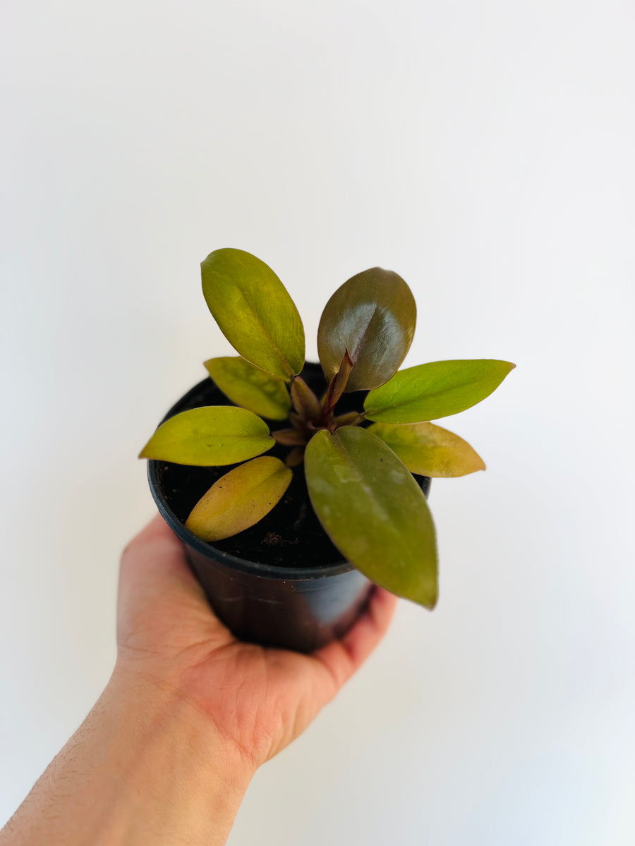 Philodendron Caramel Cardinal - New Cultivar - Black Cardinal x Caramel Marble - 4