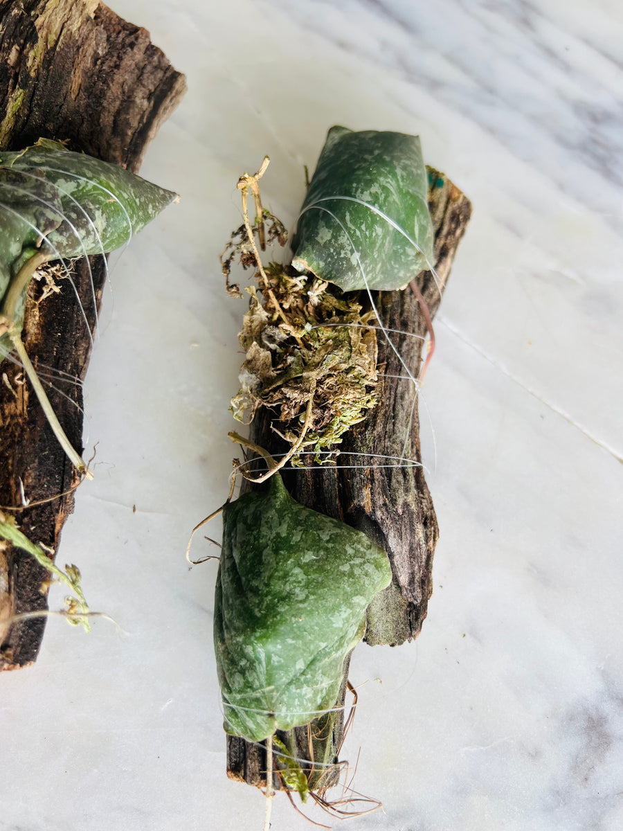 Hoya Imbricata - Mounted on Log