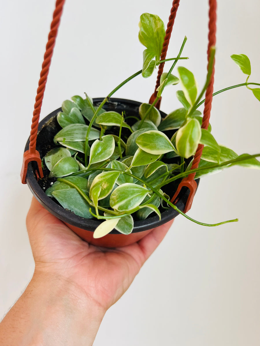 Dischidia Oiantha 'Variegated' - String of Footballs - 5