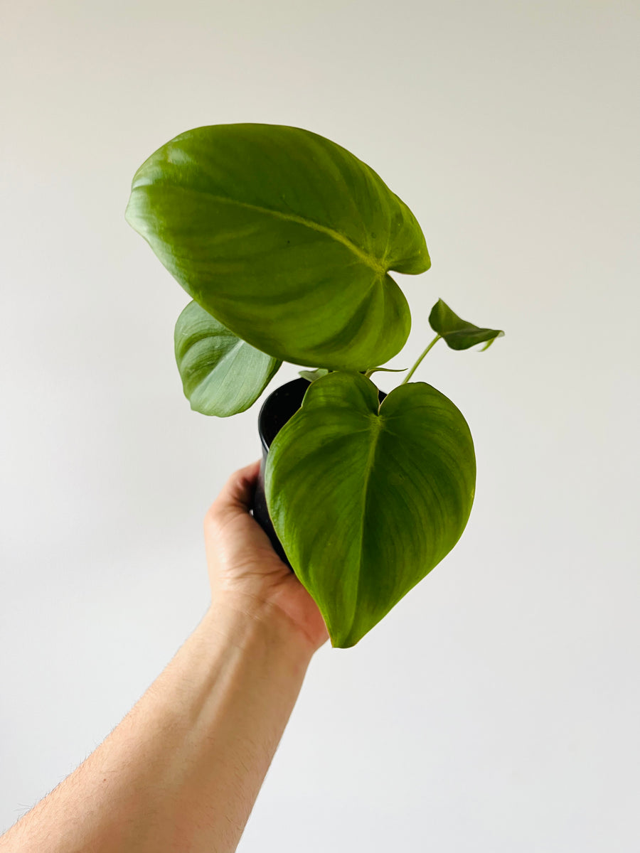 Philodendron McDowell - Gloriosum x Ecuadoriana - Rare Aroid - 4