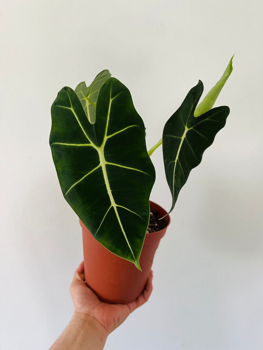 Alocasia Frydek - 6