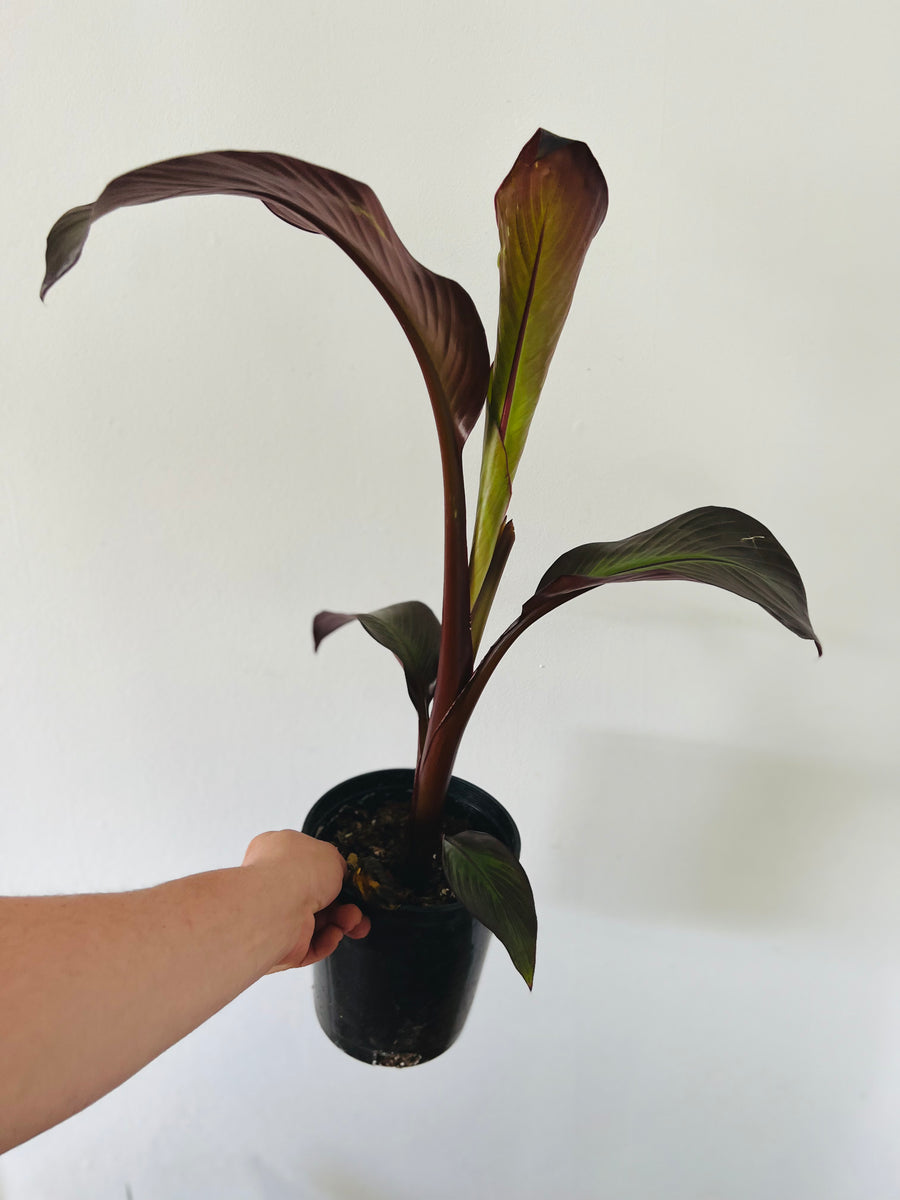 Red Banana Plant - Ensente Maurelii - 6
