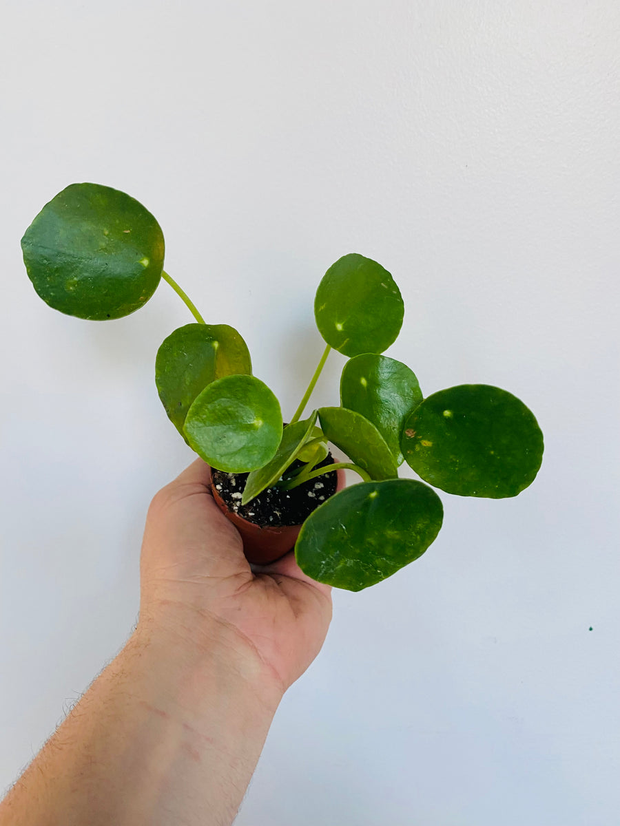 Pilea Peperomioides - Chinese Money Plant - 3