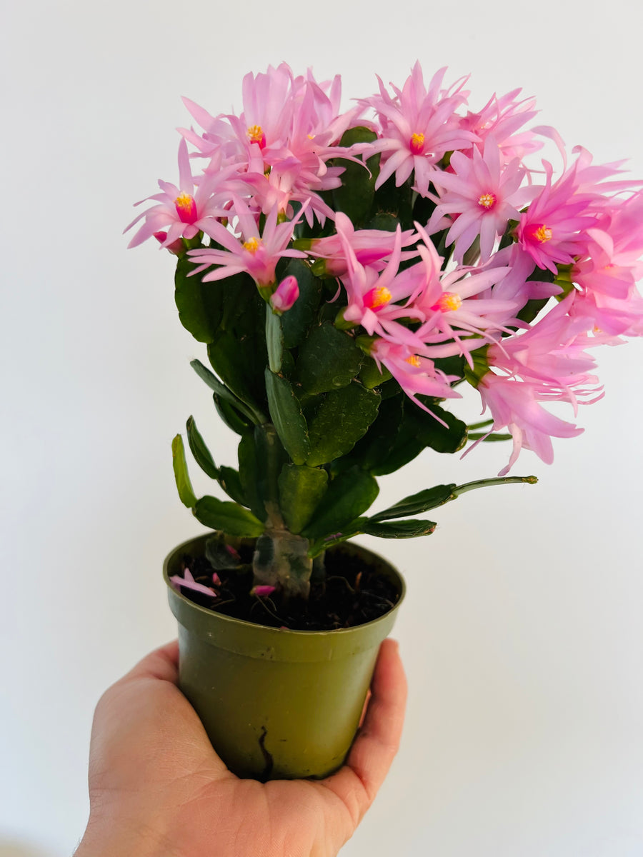 Spring Cactus - Schlumbergera Gaertneri  - 4